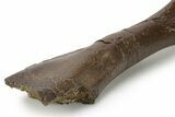 Fossil Sub-Adult Hadrosaur Humerus w/ Bite Marks - Montana #382484-3